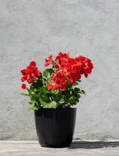 SMALLrevolution Berta - Flowerpot - Krukor| Krukor