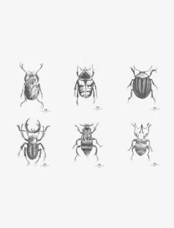 DAY Home Day Poster Beetles, 6pcs sorted - Illustrationer| Posters & Ramar
