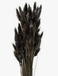 Cooee Design Dried Flowers Lagurus Ash - Torkade blommor| Torkade Blommor