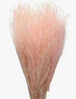 Cooee Design Torkade Blommor|Dried Flowers Feather Pampas - Torkade blommor