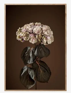 ChiCura Posters & Ramar|Majestically Brown - Botanisk