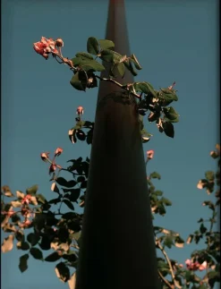 Democratic Gallery Poster Flowers - Botanisk| Posters & Ramar