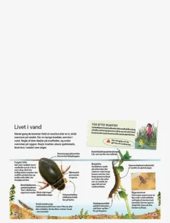 Barn GLOBE Barnböcker|Ud i naturen Insekter & edderkopper - Pedagogisk barnbok